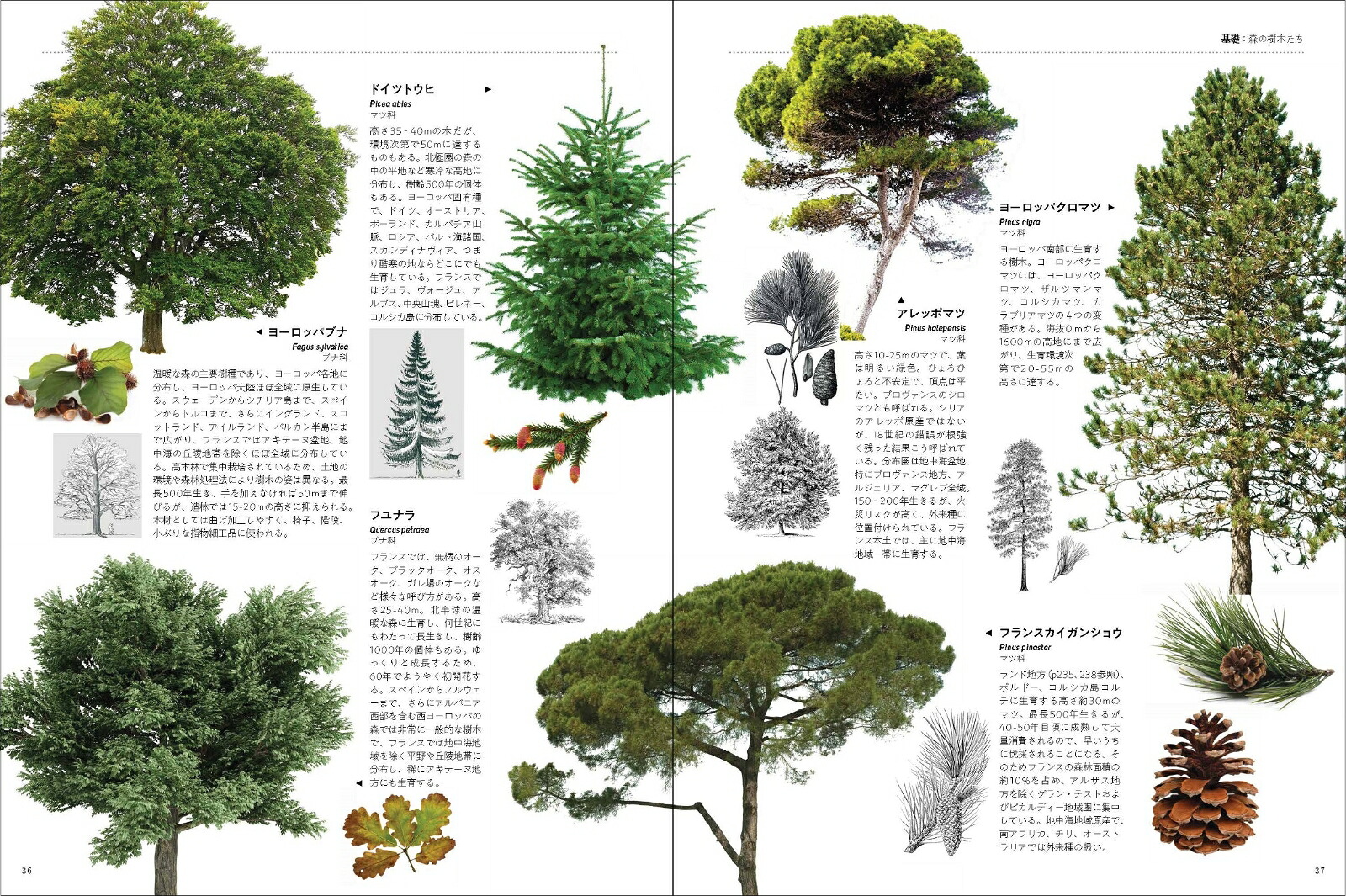 木を知る図鑑（ビジュアルで学ぶ）[SergeSchall]