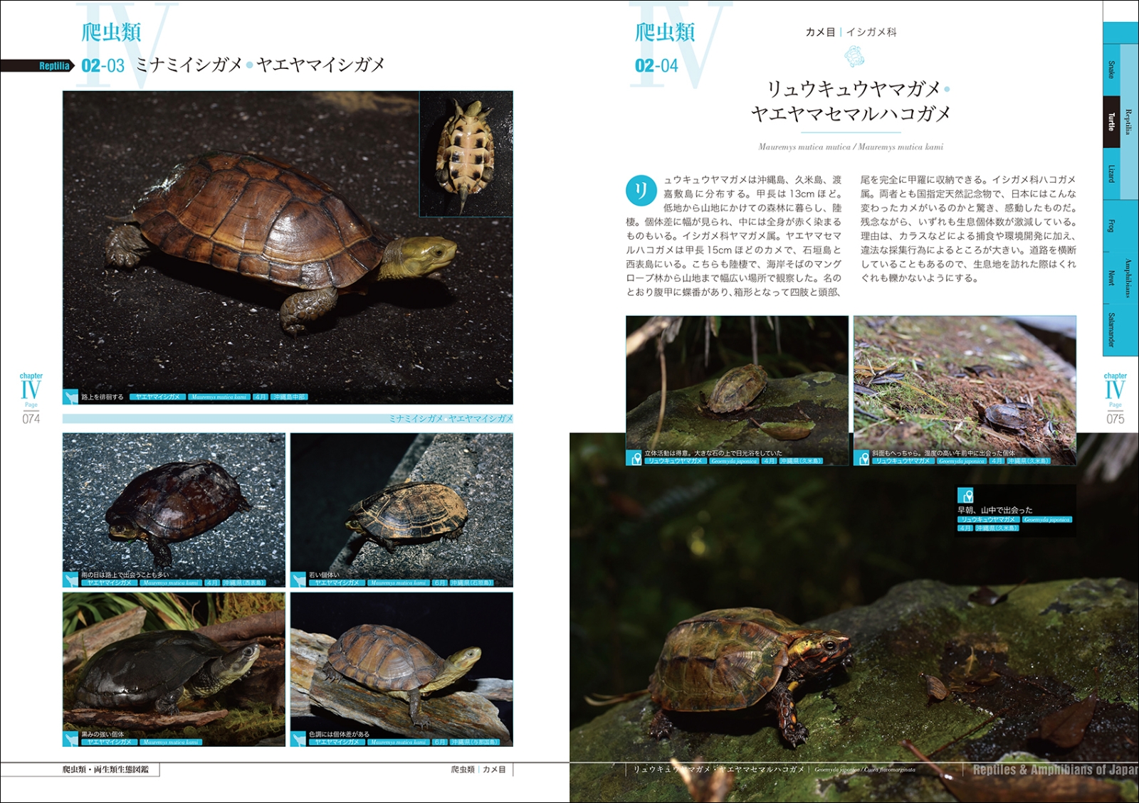 楽天ブックス 日本の爬虫類 両生類 生態図鑑 見分けられる 種類がわかる 川添 宣広 本