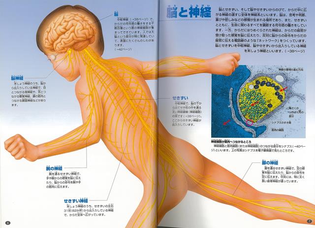 楽天ブックス バーゲン本 人のからだージュニア学研の図鑑 阿部 和厚 本