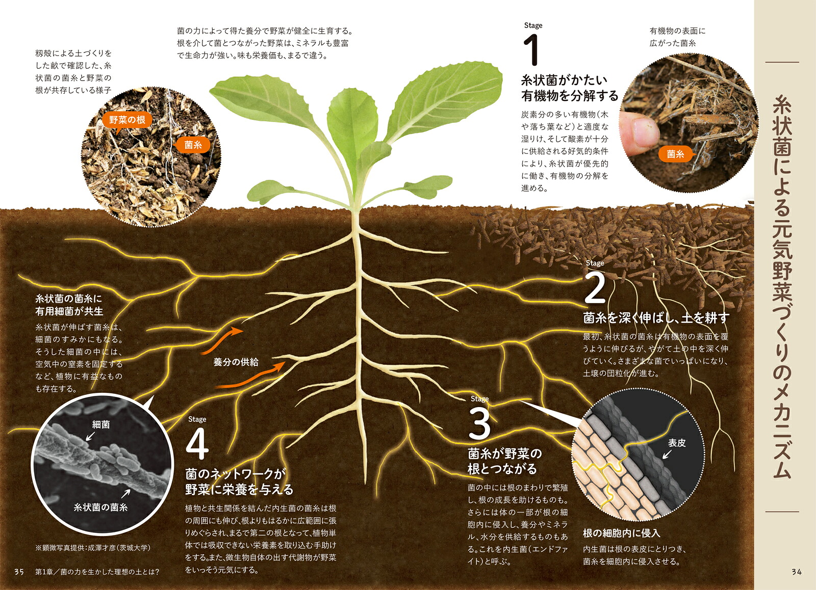 進化版図解でよくわかる菌ちゃん農法微生物の力だけで奇跡の野菜づくり[吉田俊道]