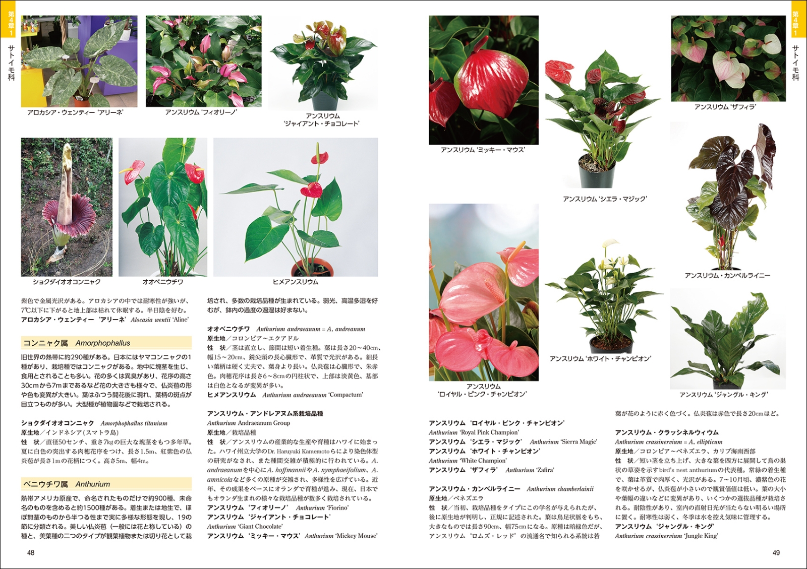 楽天ブックス 熱帯植物図鑑 Guide To Neotropical Plant Families 一般社団法人 日本インドア グリーン協会 本