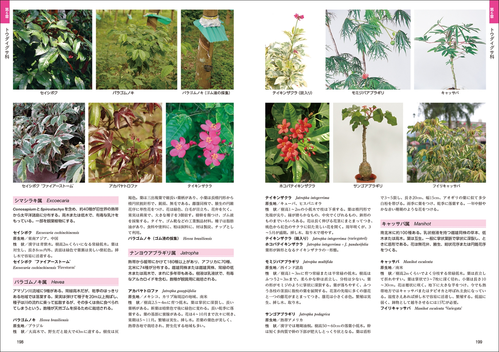 楽天ブックス 熱帯植物図鑑 Guide To Neotropical Plant Families 一般社団法人 日本インドア グリーン協会 本