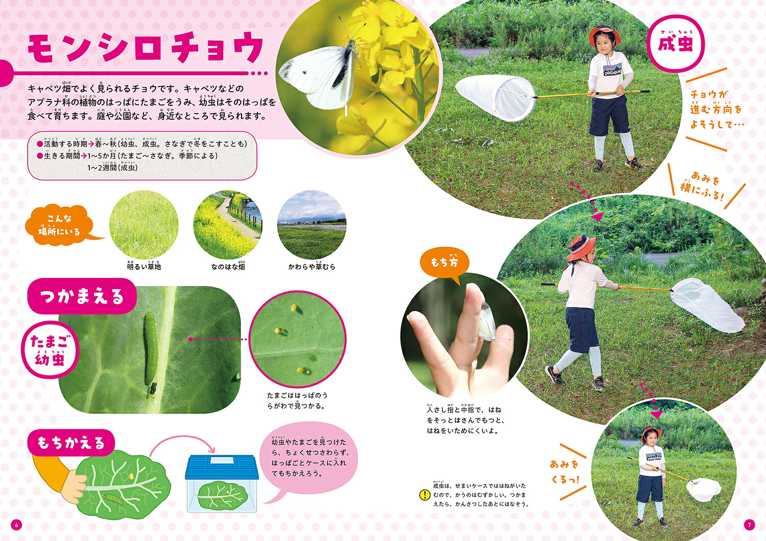 くらべてわかる！こんちゅう図鑑つかまえ方とかい方（第1巻）[須田研司]