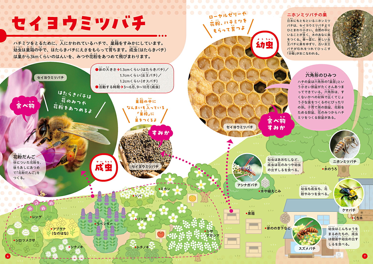 くらべてわかる！こんちゅう図鑑食べ物とすみか（第4巻）[須田研司]