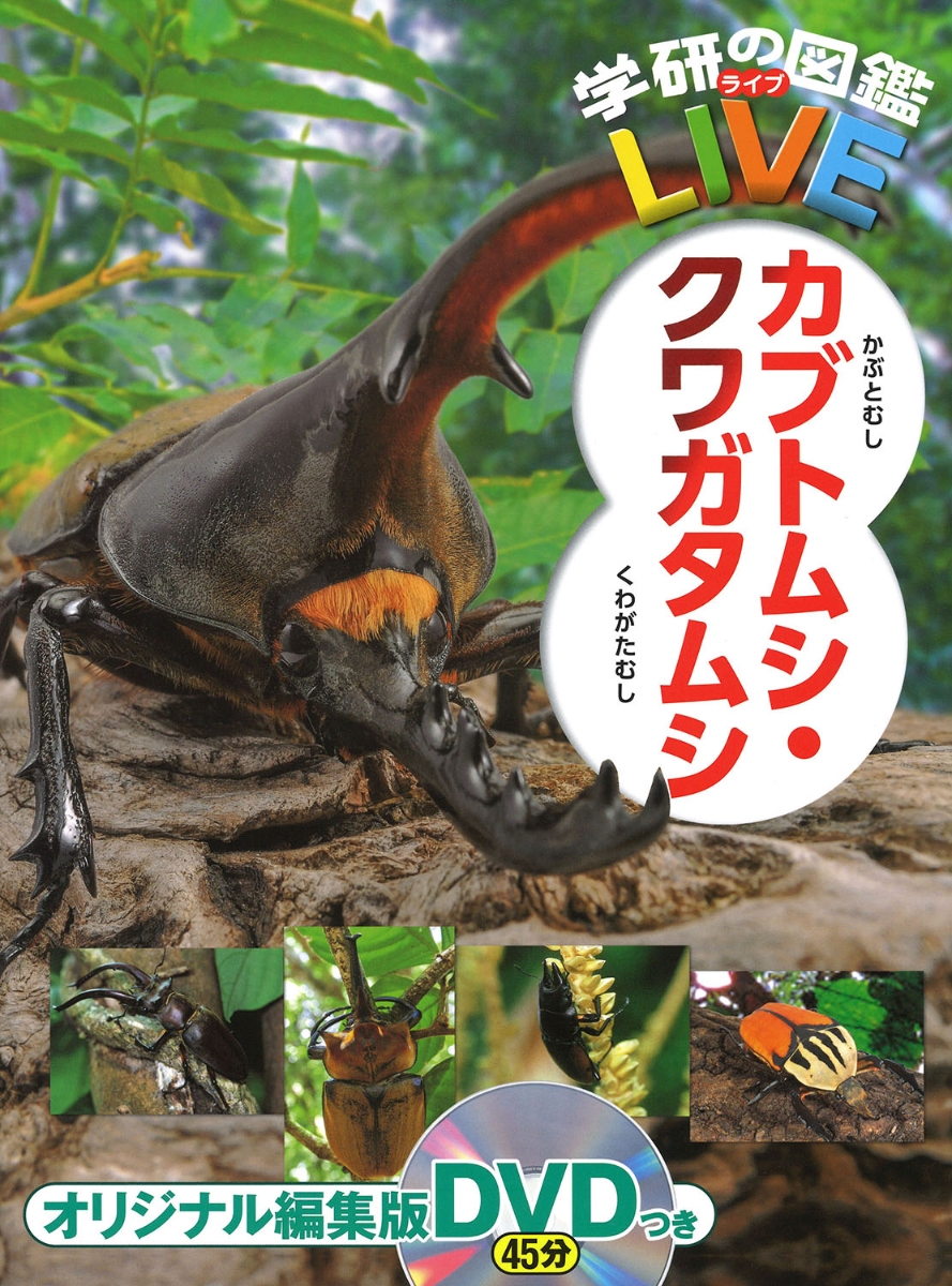 楽天ブックス カブトムシ クワガタムシ 岡島秀治 9784052048968 本