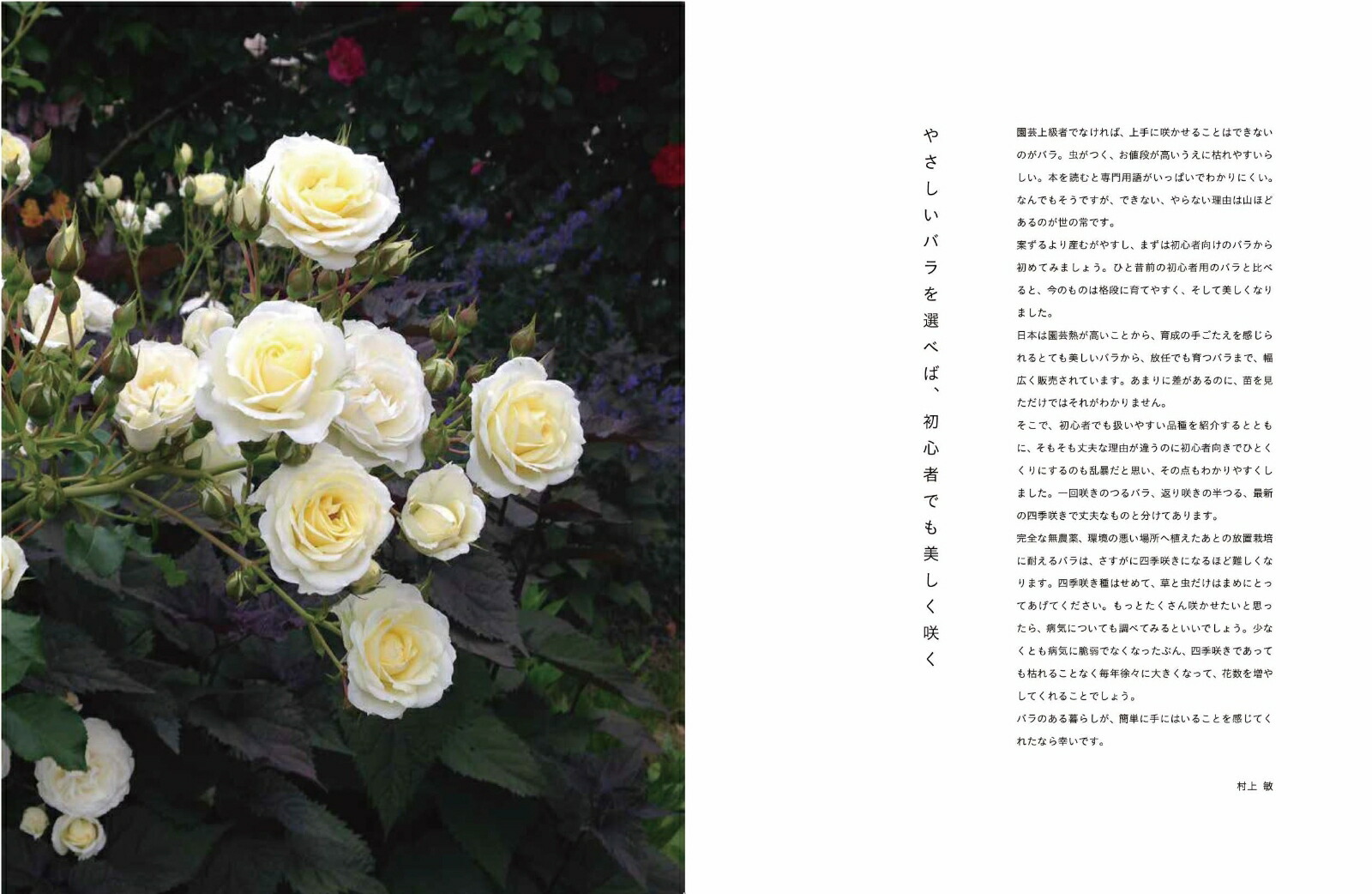 楽天ブックス 世界一やさしい バラづくり 育てやすい品種を選ぶだけ 村上 敏 本