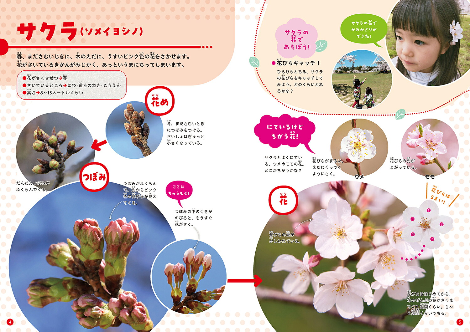 みつけてあそべる！しょくぶつ図鑑つぼみと花[稲垣栄洋]