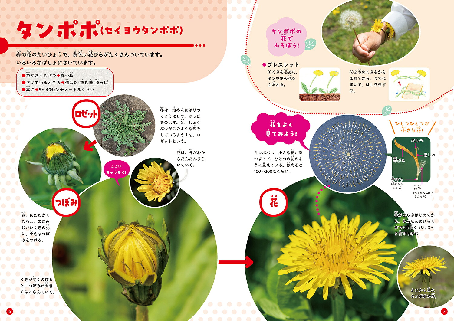 みつけてあそべる！しょくぶつ図鑑つぼみと花[稲垣栄洋]