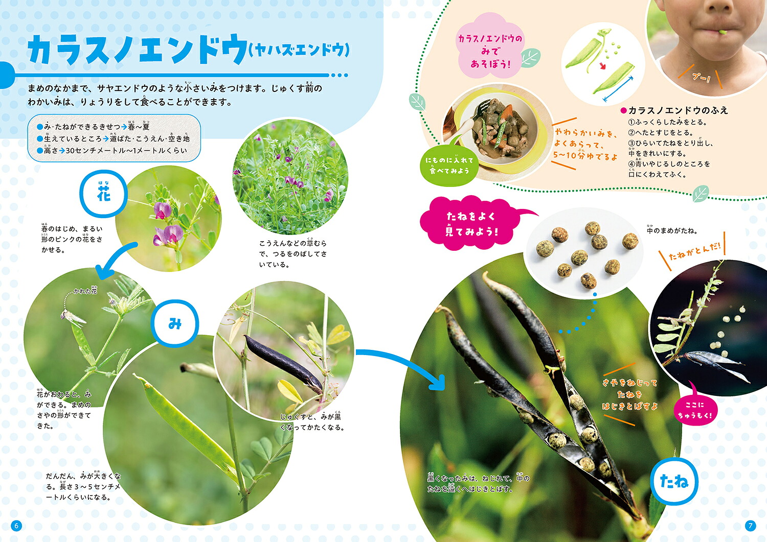 みつけてあそべる！しょくぶつ図鑑みとたね[稲垣栄洋]