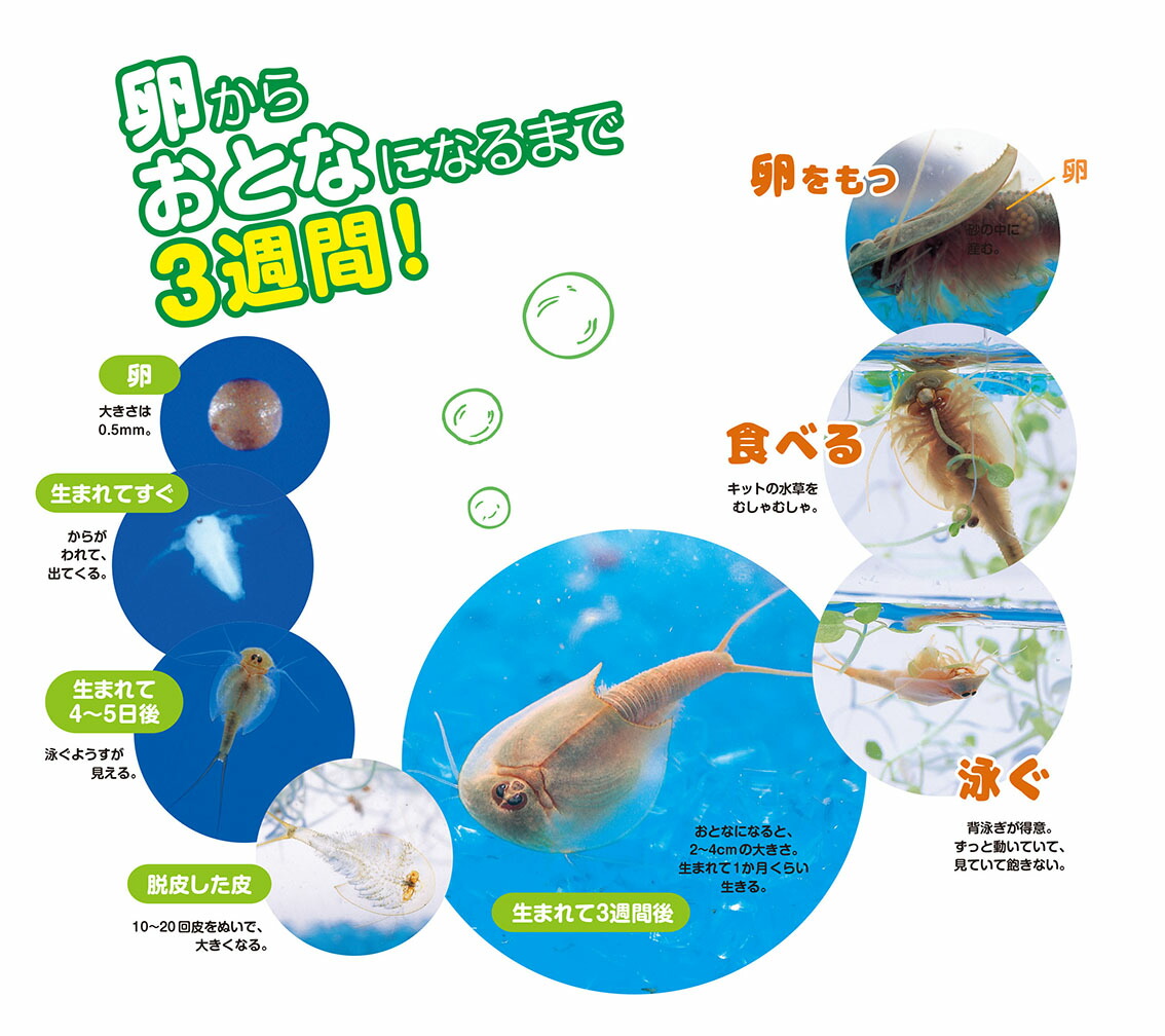 �ظ��βʳظ�����ʪ���֥ȥ��Ӥ������񤫤����Ǥ��롪[�ظ��βʳ��Խ���]