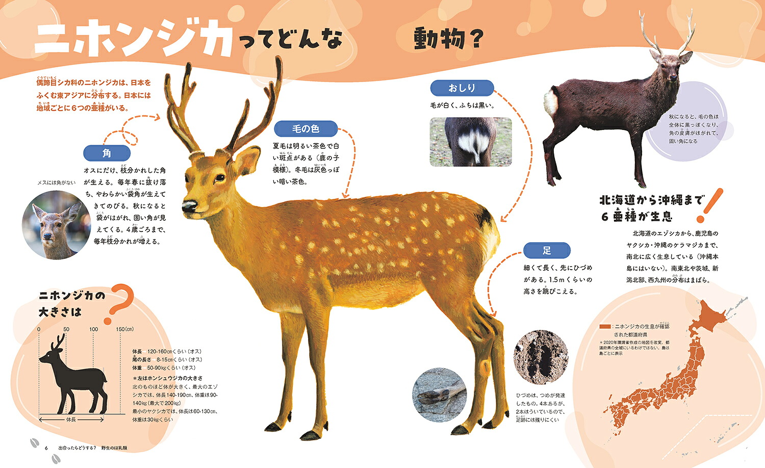 出合ったらどうする？野生のほ乳類2シカ・サル・イノシシ[山崎晃司]