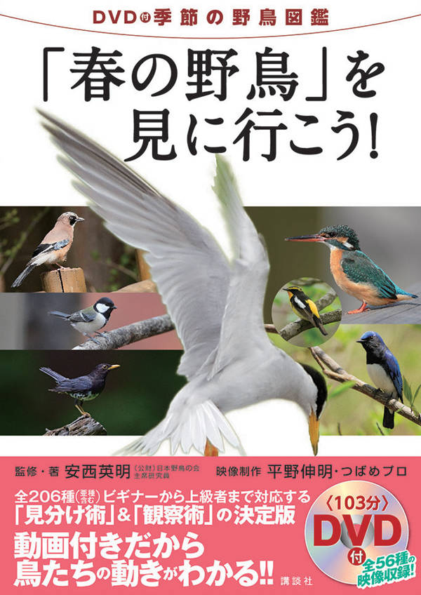 楽天ブックス Dvd付季節の野鳥図鑑 春の野鳥 を見に行こう 安西 英明 本