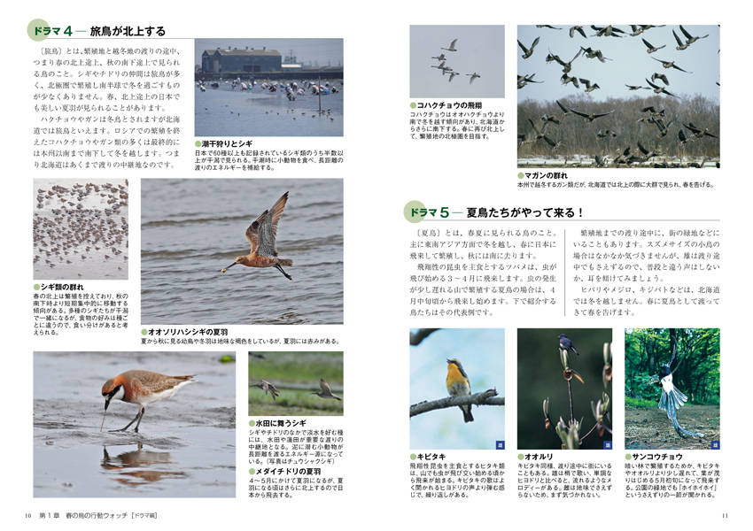 楽天ブックス Dvd付季節の野鳥図鑑 春の野鳥 を見に行こう 安西 英明 本
