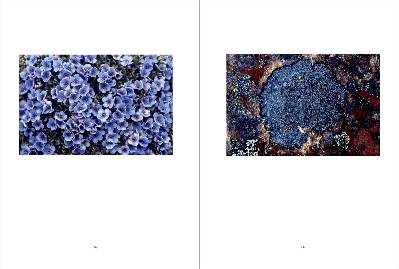 �ĥ�ɥ�ε����������⡼�������Ż�[Ȭ����]