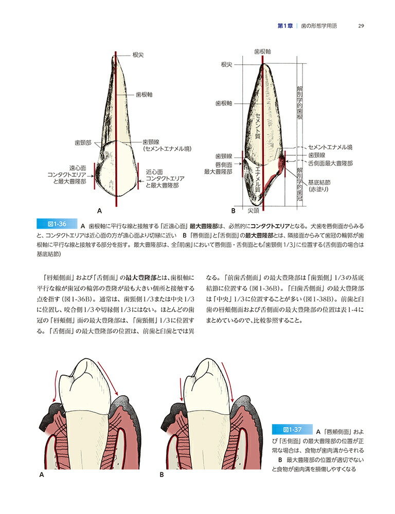 楽天ブックス ウォールフェルの歯科解剖学図鑑最新第8版 ペー リッケン C シャイド 本