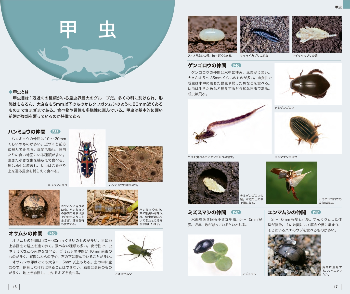 楽天ブックス 増補改訂新版 身近な昆虫識別図鑑 見わけるポイントがよくわかる 海野 和男 本