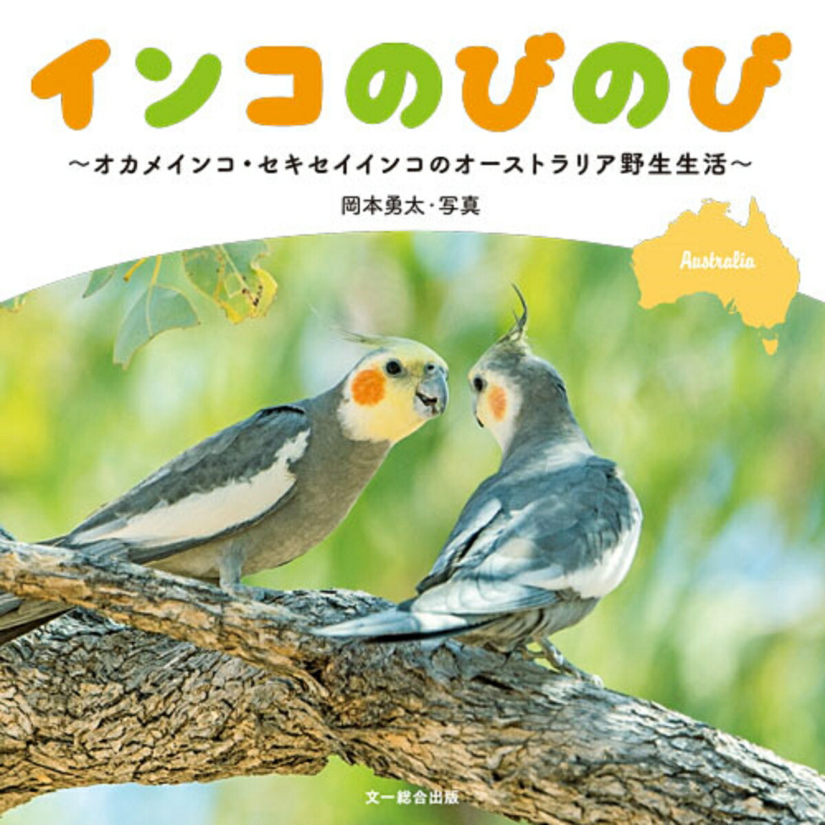 󥳤ΤӤΤӥᥤ󥳡󥳤Υȥꥢ[ͦ]