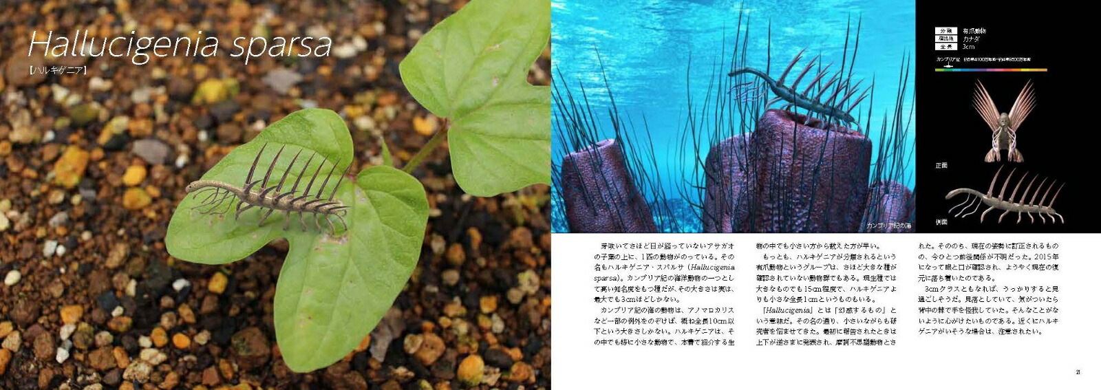 楽天ブックス 古生物のサイズが実感できる リアルサイズ古生物図鑑 古生代編 土屋健 本