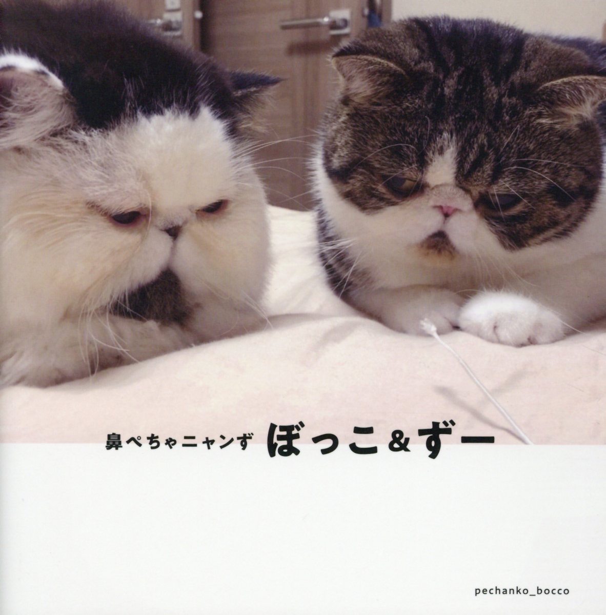 楽天ブックス: 鼻ぺちゃニャンず ぼっこ＆ずー - 9784862979162 : 本