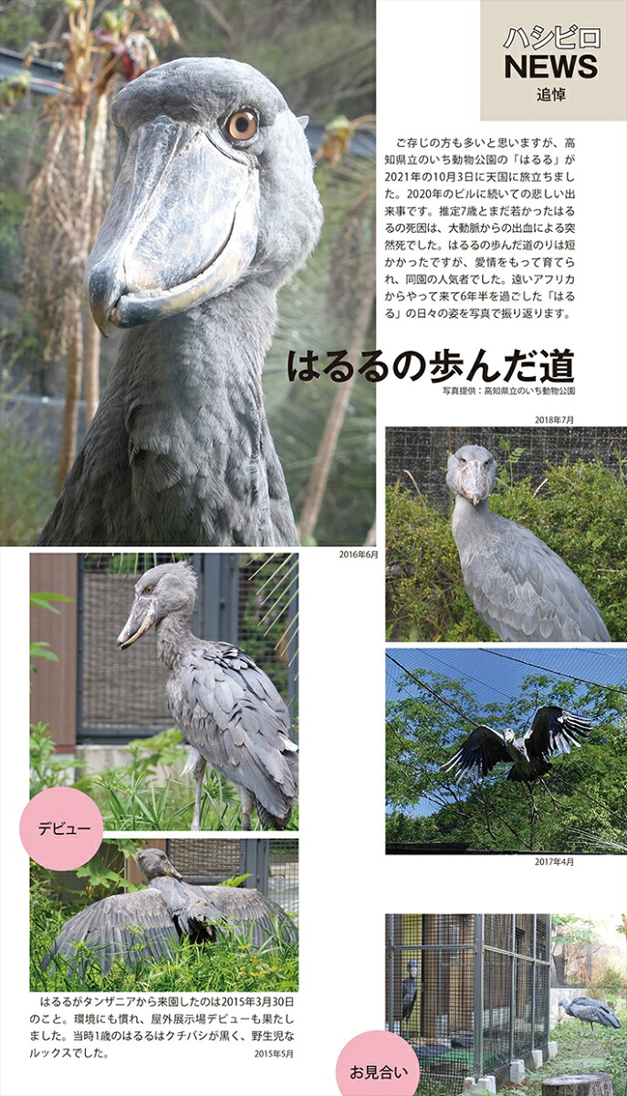 ハシビロコウカレンダー2023[南幅俊輔]