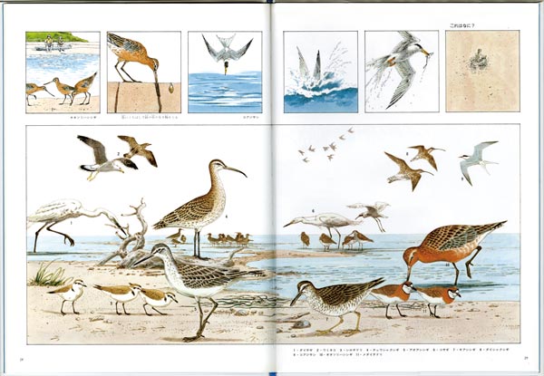 դΤʡۤβʳإ꡼[ã]