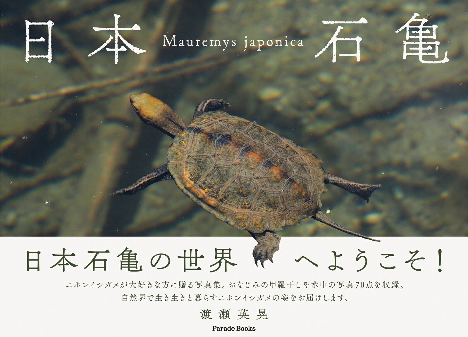 石亀