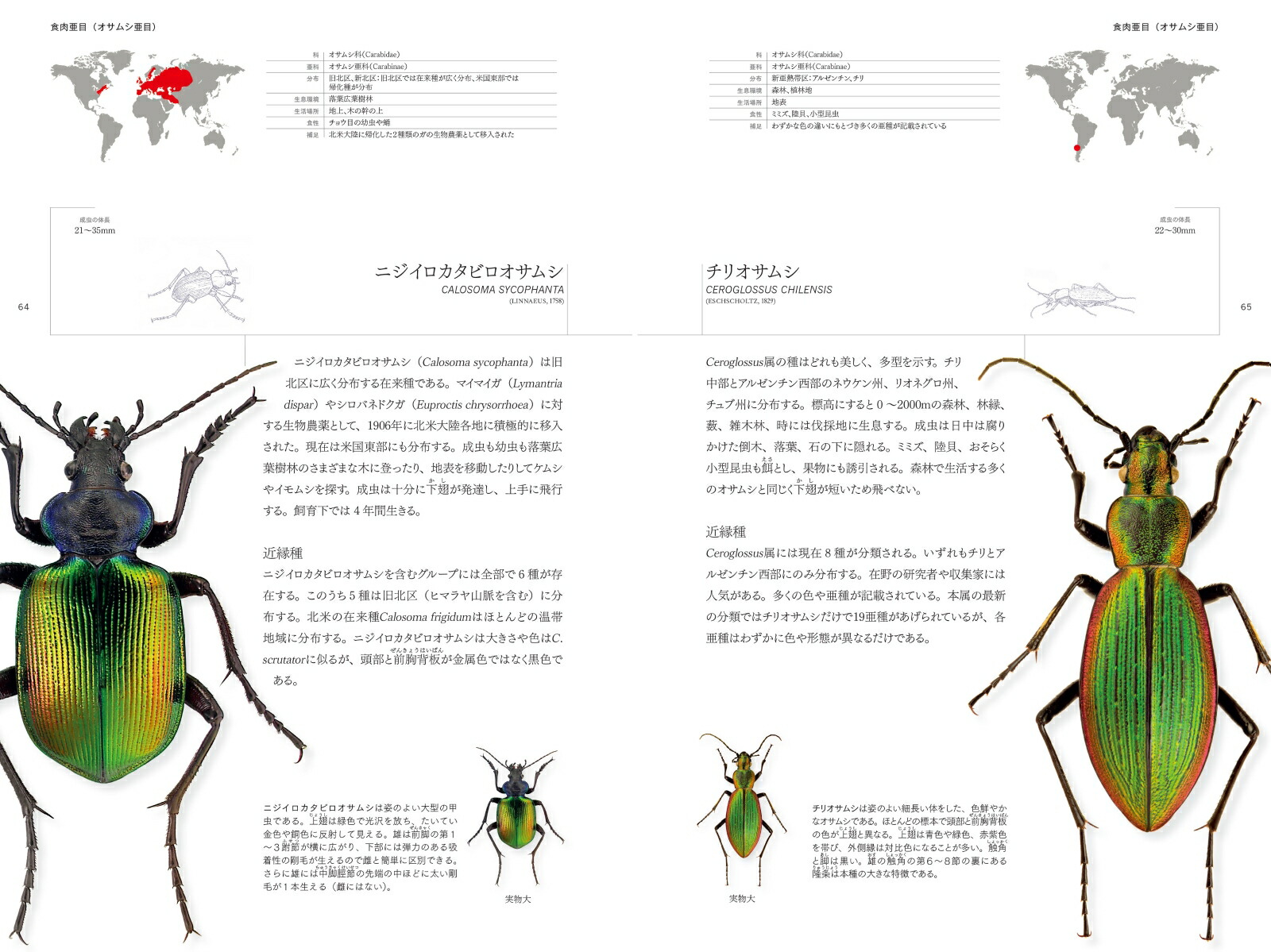 楽天ブックス 世界甲虫大図鑑 パトリス ブシャー 本