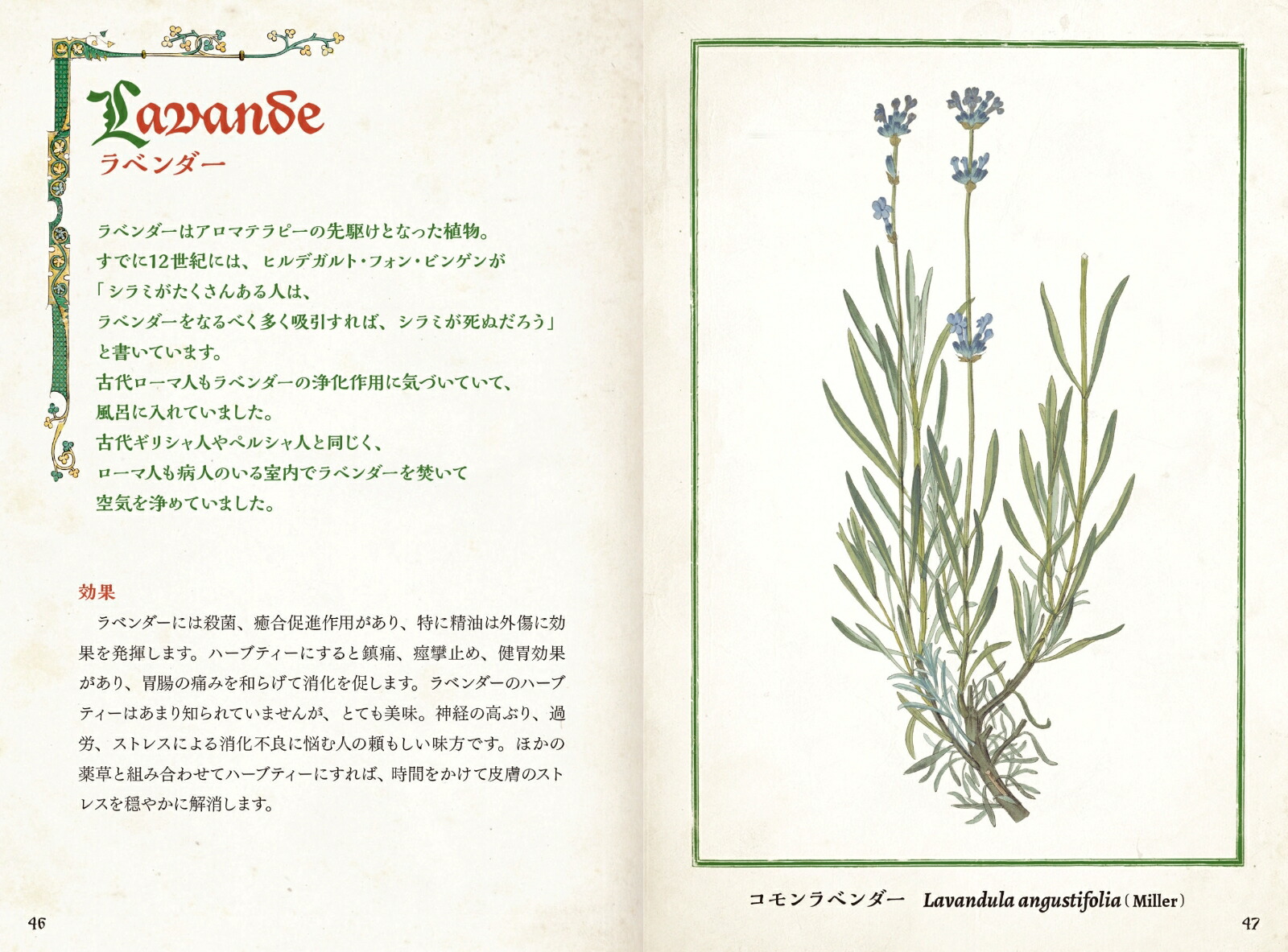 ���������������ŵ�����ȷäߤΥϡ��֡ʤҤߤĤ���ê���꡼����[���ꥫ���饤��]