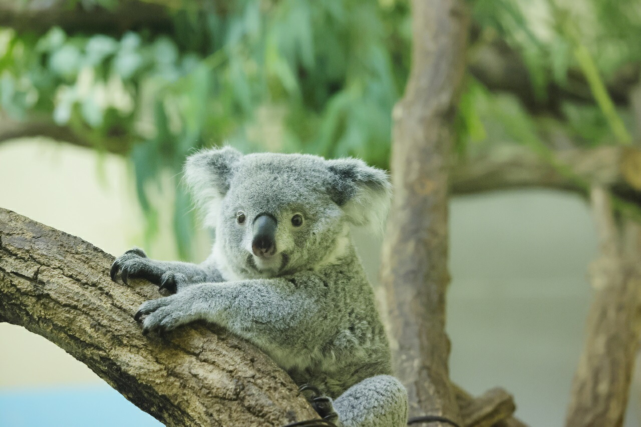 ������Τ����ޤ����[���ϡ�¿��ưʪ����]