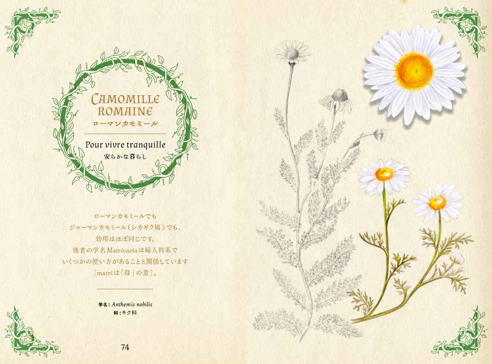 �ɥ륤�ɤΥϡ��ֻ�ŵ����Ȥθ��Ԥ���Ȣ�ʤҤߤĤ���ê���꡼����[�ե���󥹡���ݥ��]