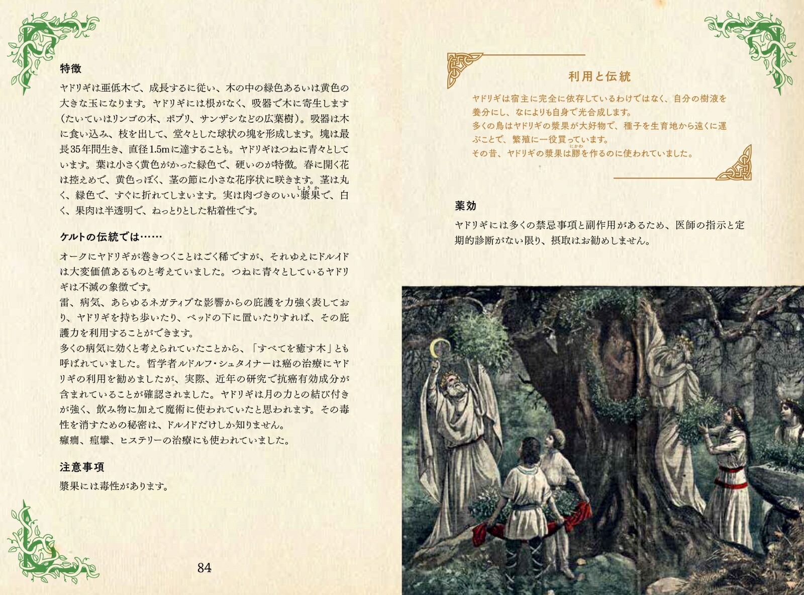 �ɥ륤�ɤΥϡ��ֻ�ŵ����Ȥθ��Ԥ���Ȣ�ʤҤߤĤ���ê���꡼����[�ե���󥹡���ݥ��]