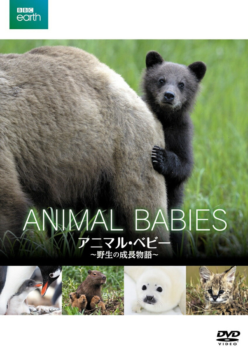 楽天ブックス: BBC earth アニマル・ベビー ～野生の成長物語～ - (ドキュメンタリー) - 4589921409421 : DVD