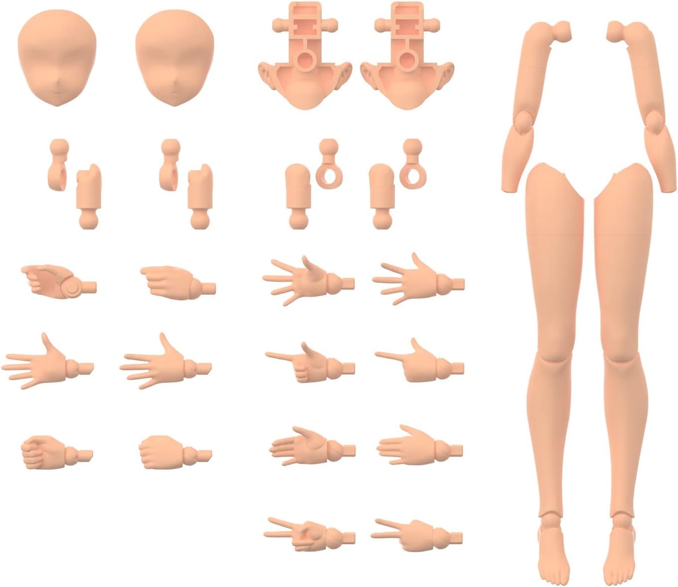 30MSץܥǥѡĥѡġåѡġΥ顼C(ץǥ)