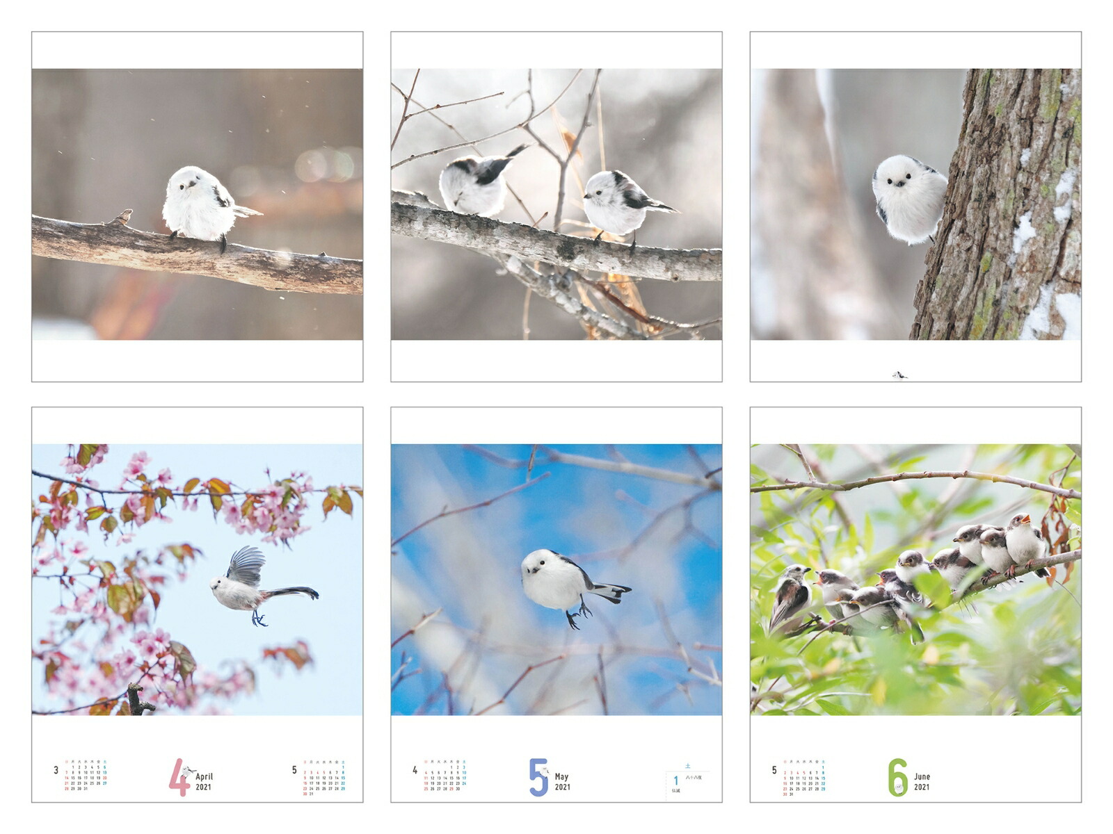 まんまるかわいい雪の妖精シマエナガちゃんcalendar 21 カレンダー