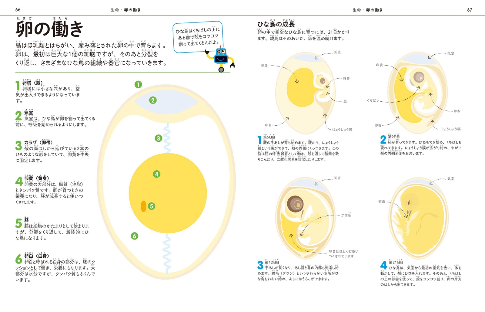 楽天ブックス 理科の図鑑 小学生のうちに伸ばしたい 世界基準の理系脳を育てる 子供の科学編集部 本