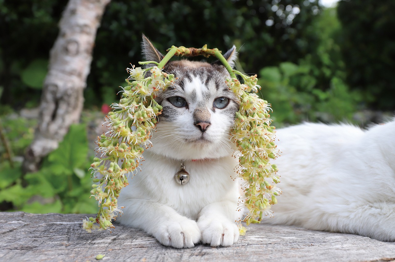 楽天ブックス のせ猫 ありがとうシロ Shironeko 本