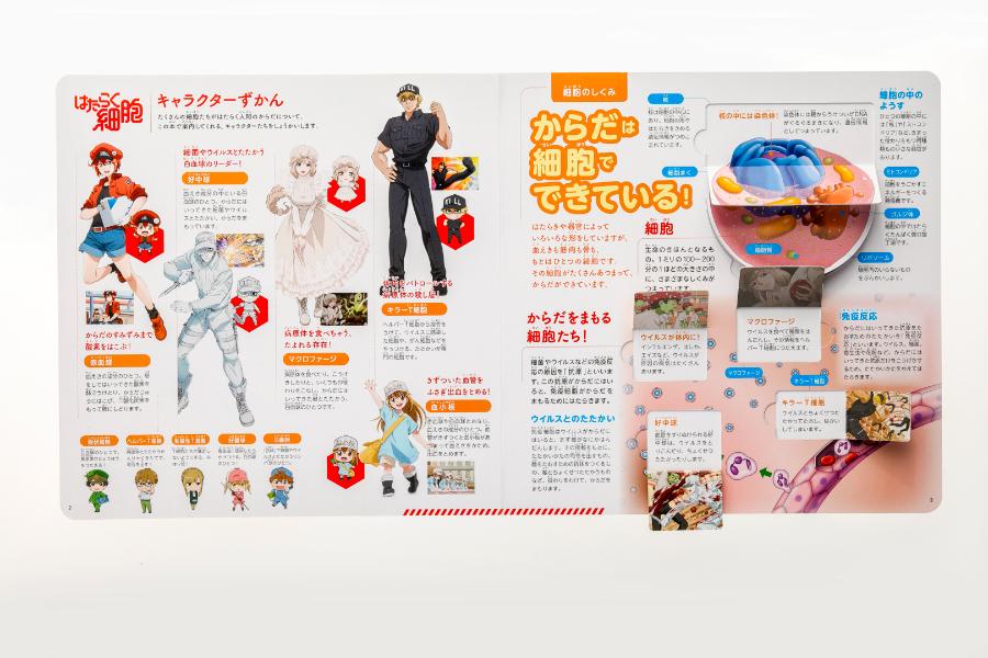 Amazon.co.jp: めくって学べる! はたらく細胞 からだのしくみ