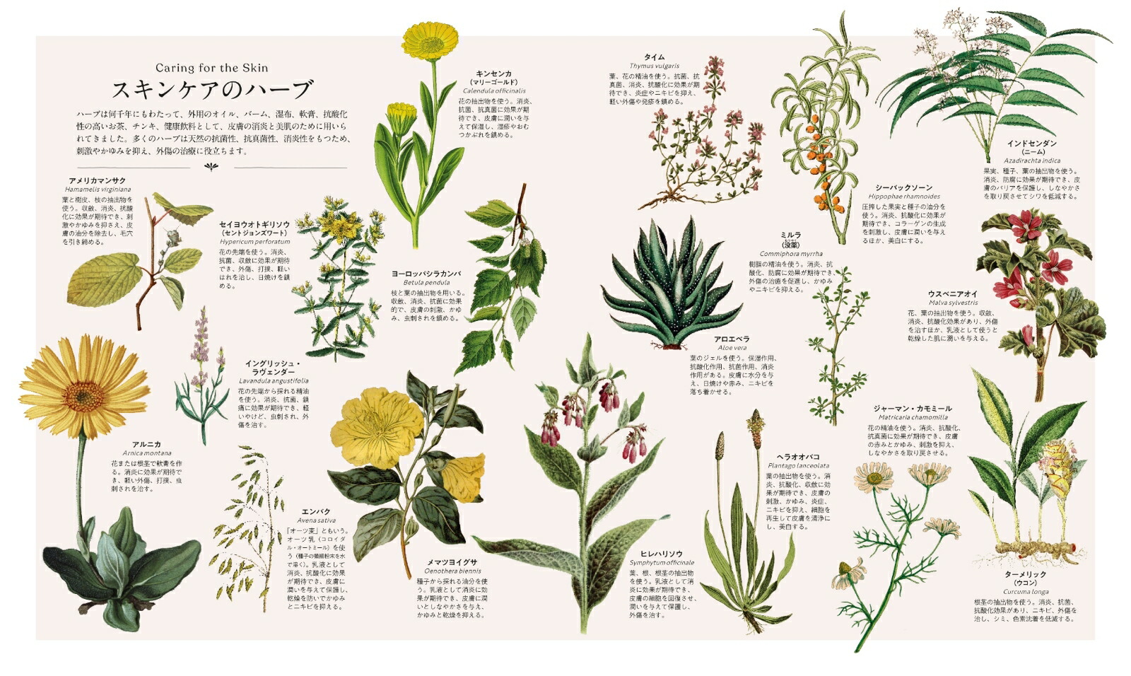 �����Υϡ�����ˤȸ�ǽ��Ҥ�Ȥ���ʪ�޴�[DK��]