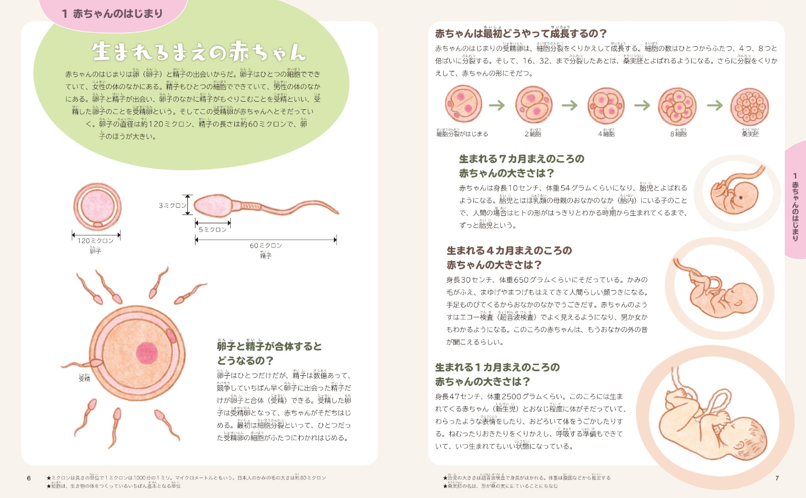 楽天ブックス 赤ちゃんのふしぎ 科学ずかん 高橋 孝雄 本