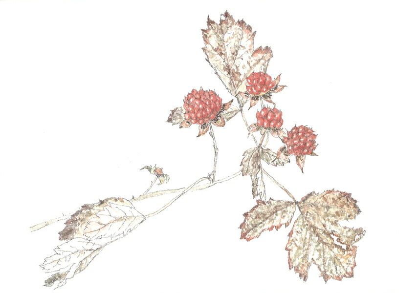 ��β֤��Ϥ������ۤ�[�������]