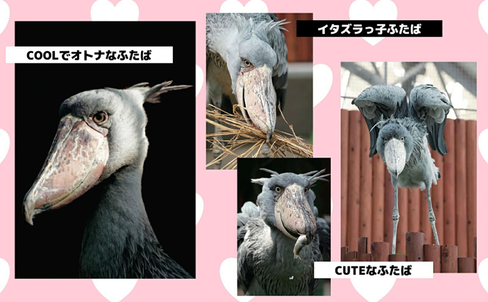 �ϥ��ӥ������Τդ���[��������]