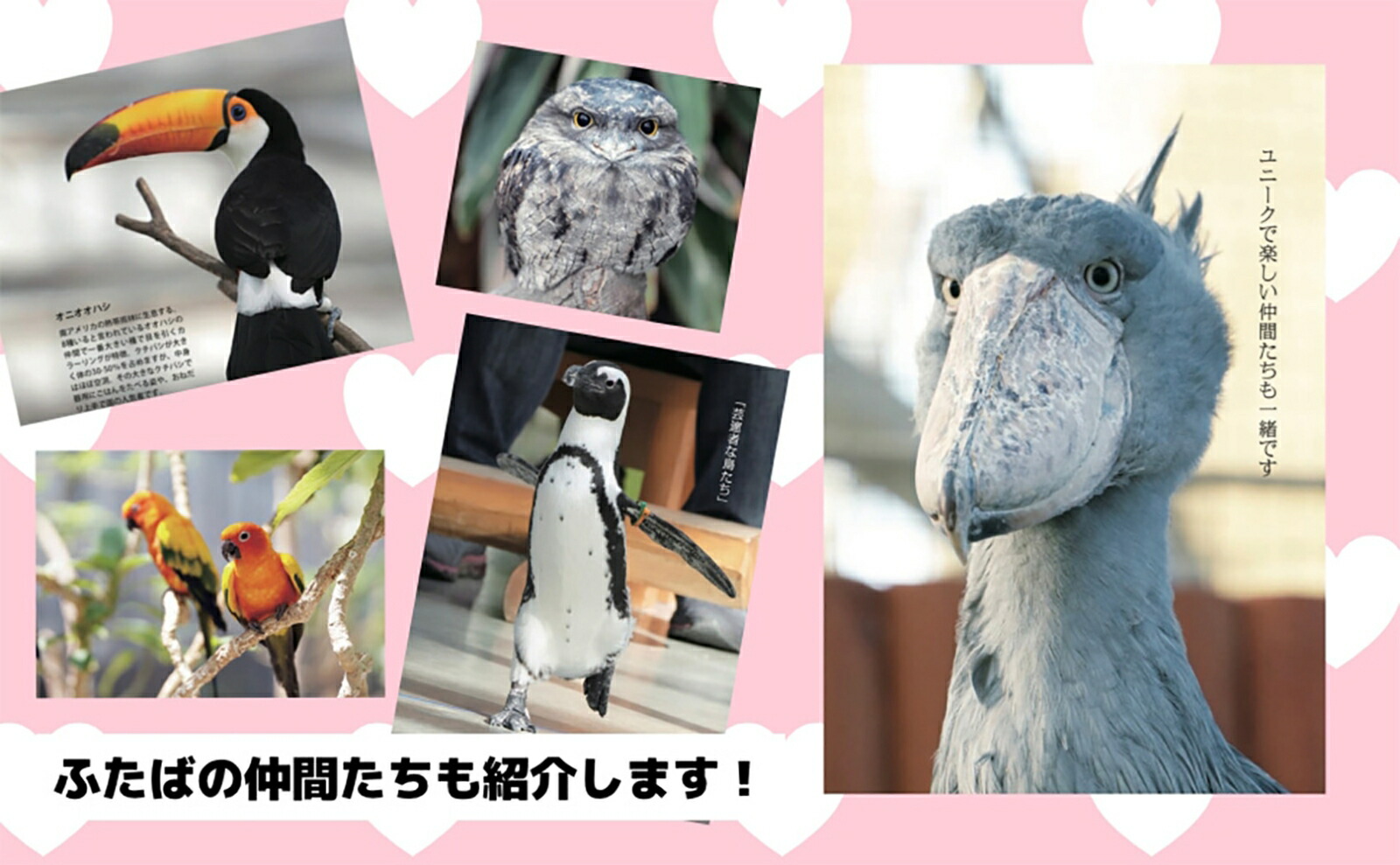 �ϥ��ӥ������Τդ���[��������]