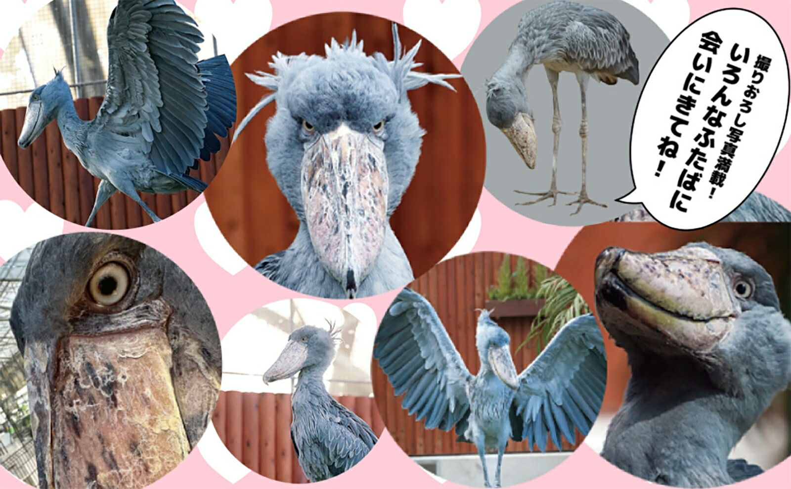 �ϥ��ӥ������Τդ���[��������]