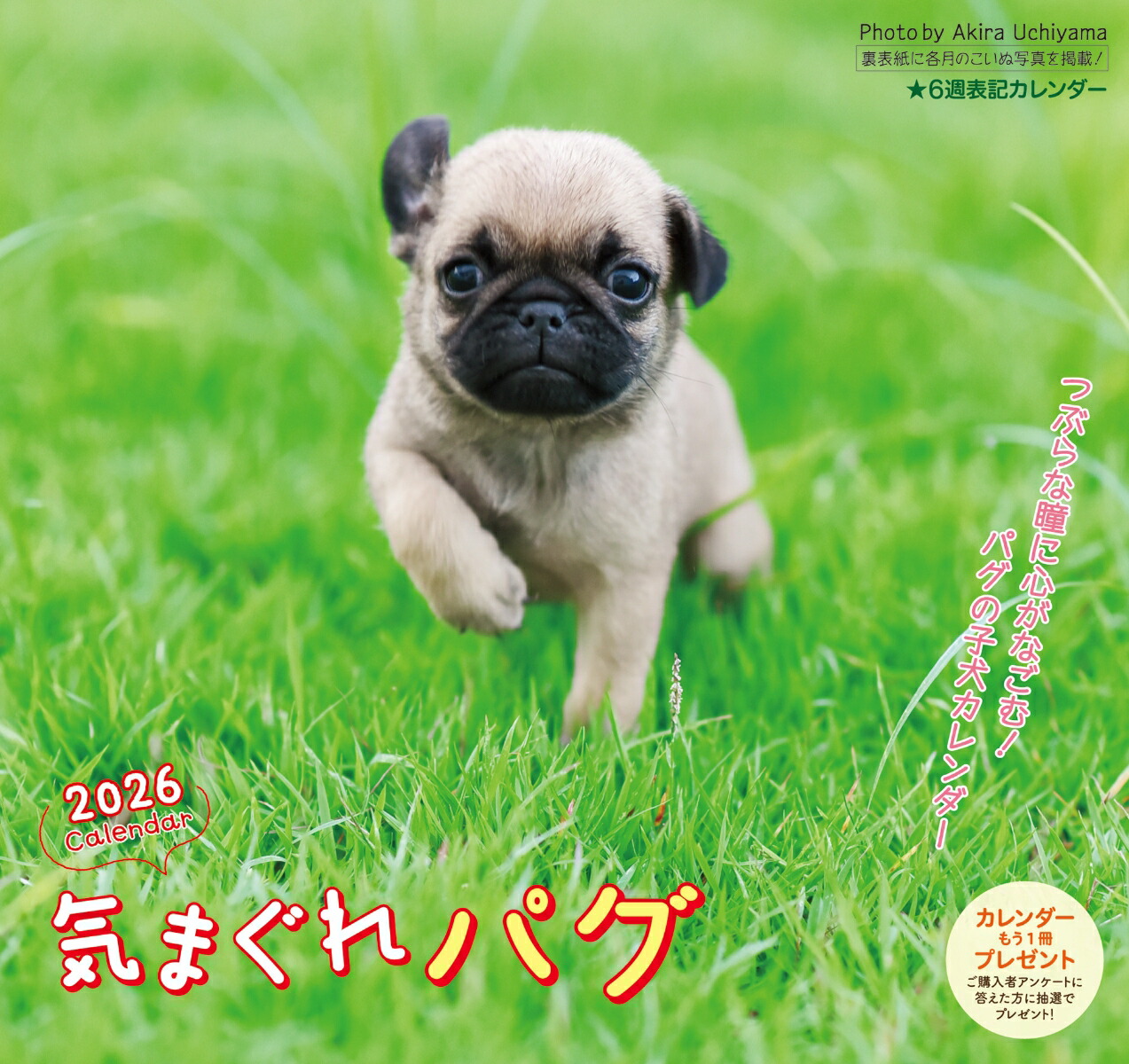 楽天市場】［公式］PICTWANカレンダー 2026年【S判】パグ【ゆう