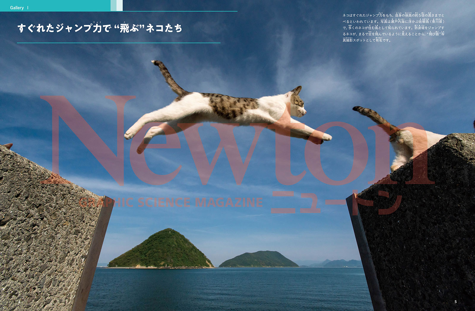 Newton�̺�Nyaton�����ǥͥ��βʳ�