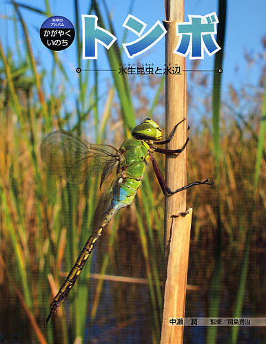 楽天市場】【期間限定ポイント10倍】希少 水生昆虫ファイル 1巻 刈田