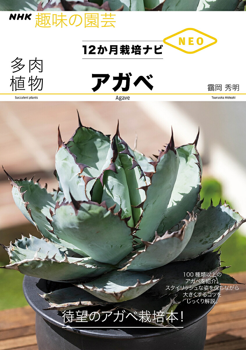 楽天市場】多肉植物：アガベ 氷山*幅8cm : 遊恵盆栽 楽天市場店