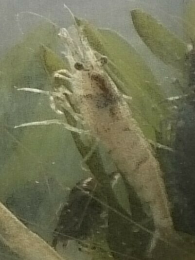 市場 1500円シリーズ エビ セット２０匹 A 混泳 補償分として４匹 合計２４匹セット観賞用 ２４匹 ミナミヌマエビ 苔掃除に 餌用