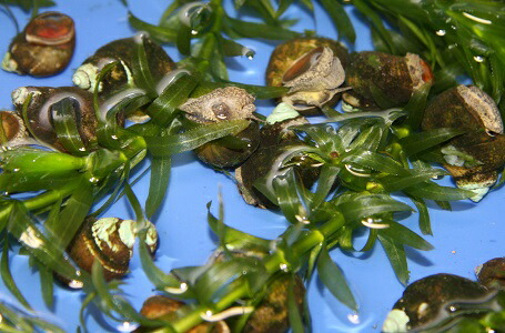 市場 タニシ 約1 5cm 2 5cmコケ取り 0個 A ヒメタニシ２００個 サイズ 大量 補償分 まとめセット 水質浄化