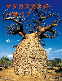 楽天市場】バオバブ【アフリカバオバブ】アダンソニア ディギタータ